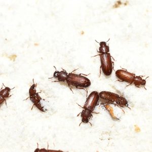 Pantry Pests (Indian Meal Moth, Flour Beetles, Grain Beetles)