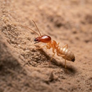 Subterranean Termite