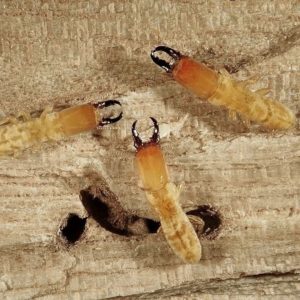 Drywood Termite
