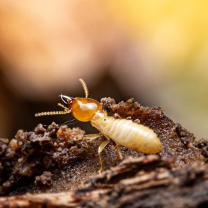Dampwood Termite