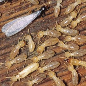 Desert Termite