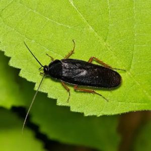 Smokybrown Cockroach