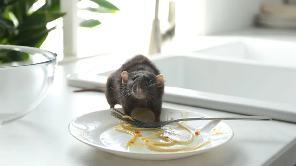 Best Ways to Prevent Rodents in Your Attic