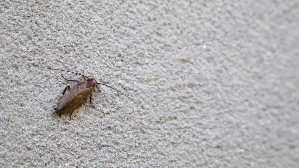 Eco-Friendly Pest Control Solutions That Actually Work Eco-Friendly Pest Control Solutions That Actually Work