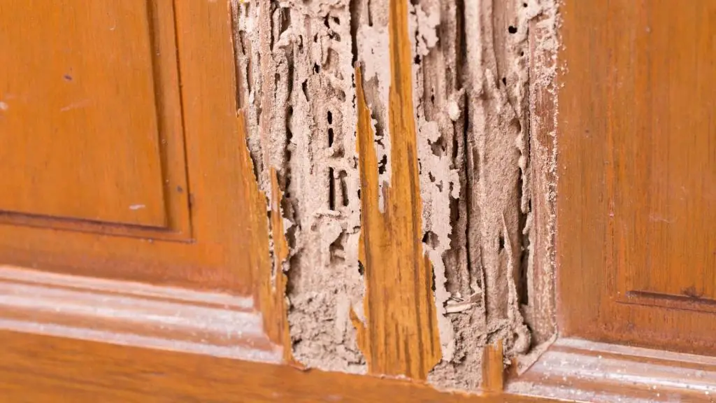 Eco-Friendly Pest Prevention Tips for Homeowners