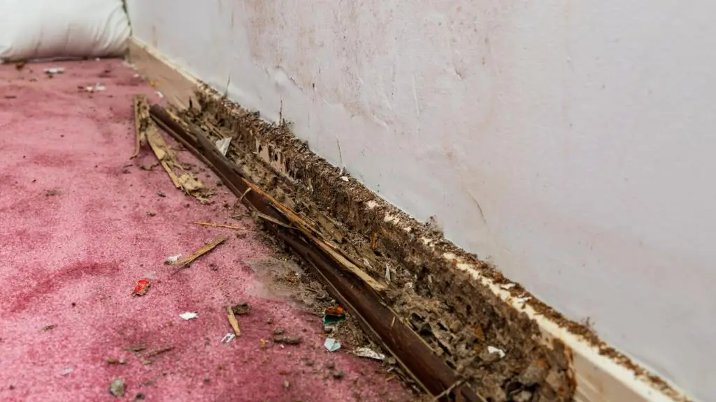 Effective Pest Control Solutions for Arizona Homes