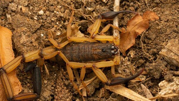 How to Keep Scorpions Out of Your House