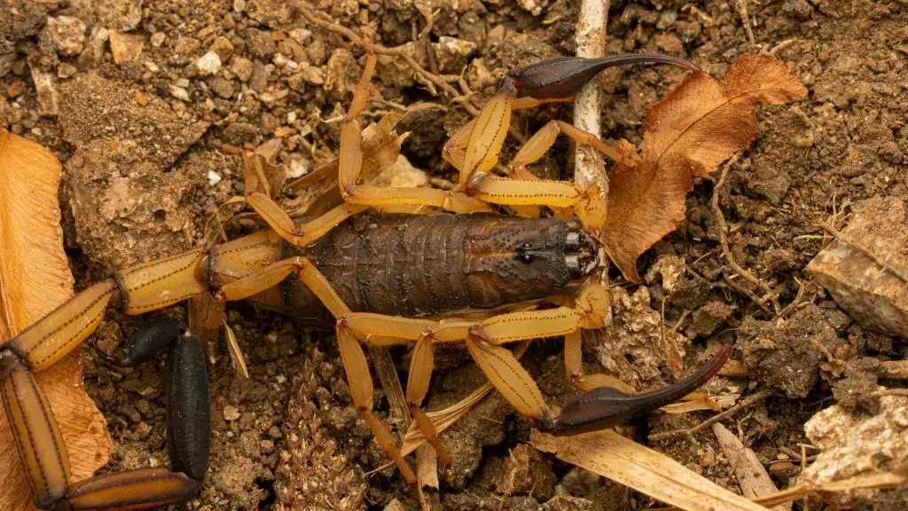 How to Keep Scorpions Out of Your House