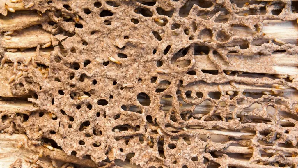 How to Prevent Termite Damage in Arizona