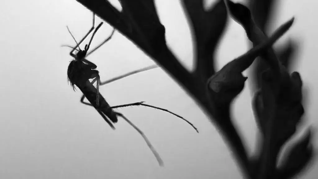 How Weather Changes Affect Pest Activity in Arizona How Weather Changes Affect Pest Activity in Arizona
