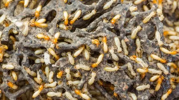 Signs of a Termite Infestation in Arizona Homes