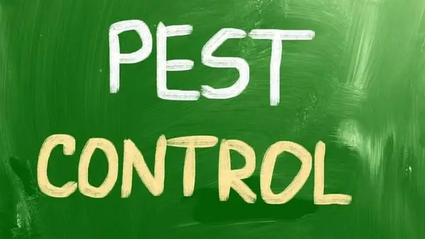 The Dangers of DIY Pest Control and When to Call a Pro