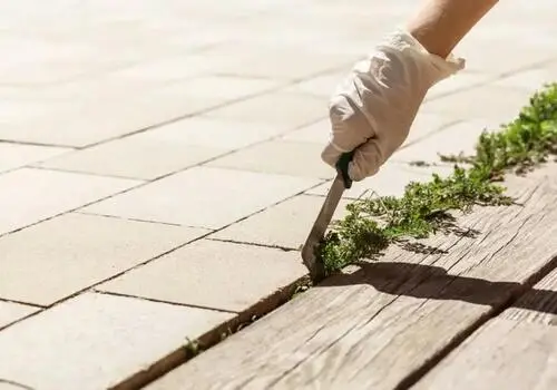 Weed Control Tips to Keep Your Yard Pest-Free