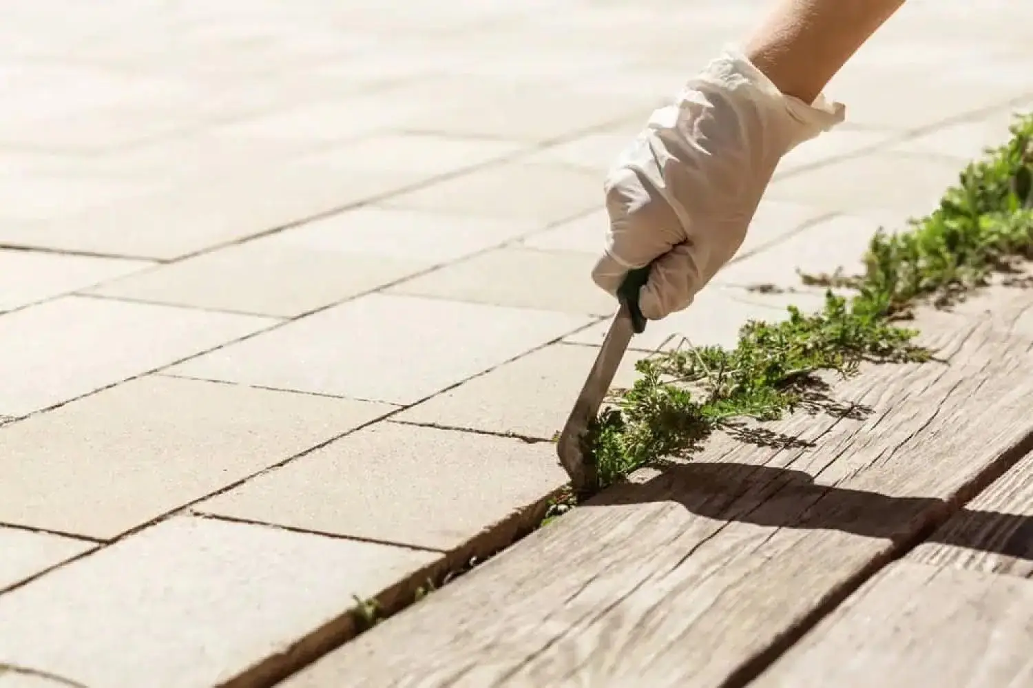Weed Control Tips to Keep Your Yard Pest-Free Weed Control Tips to Keep Your Yard Pest-Free
