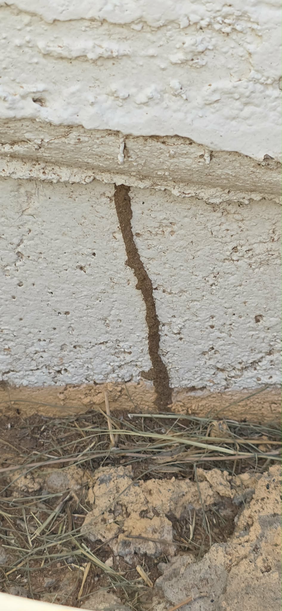 Subterranean termite tube running from the soil up an exterior stem wall