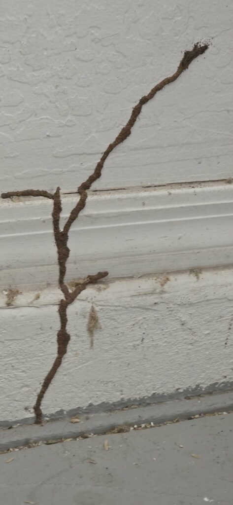 Branching subterranean termite exploratory tube on a garage stem wall