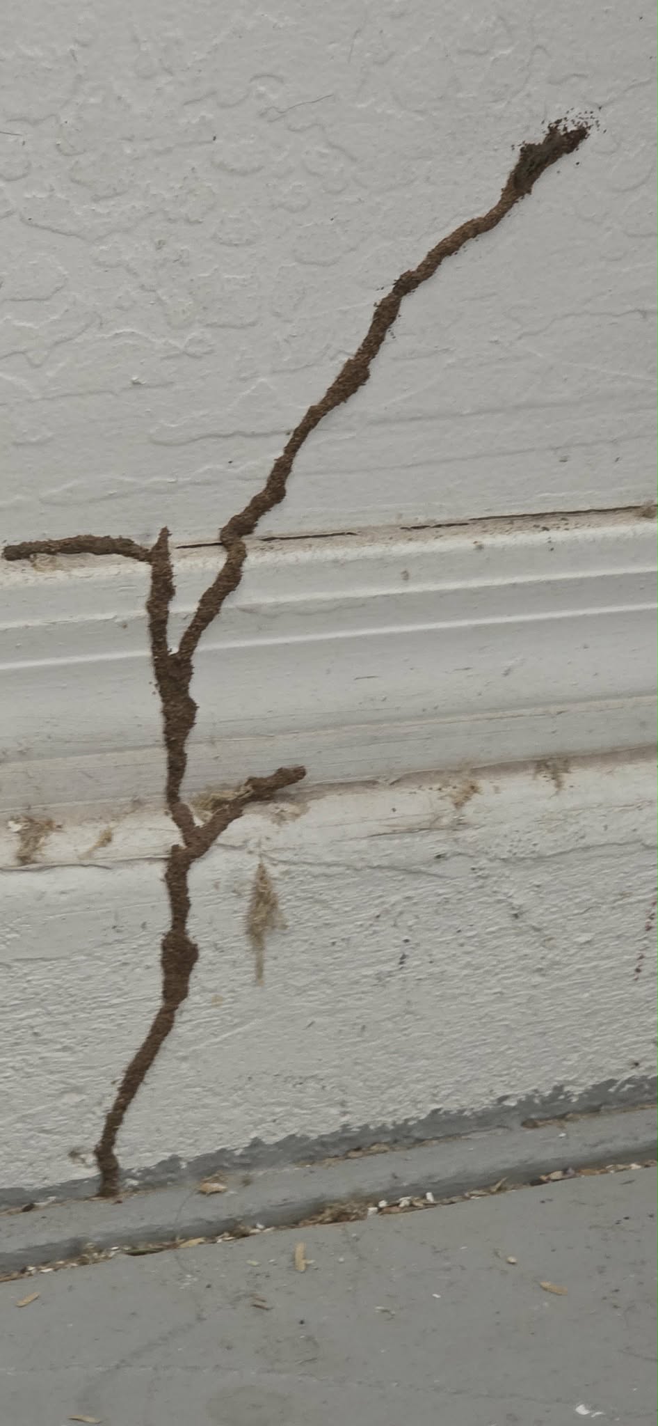 Branching subterranean termite exploratory tube on a garage stem wall