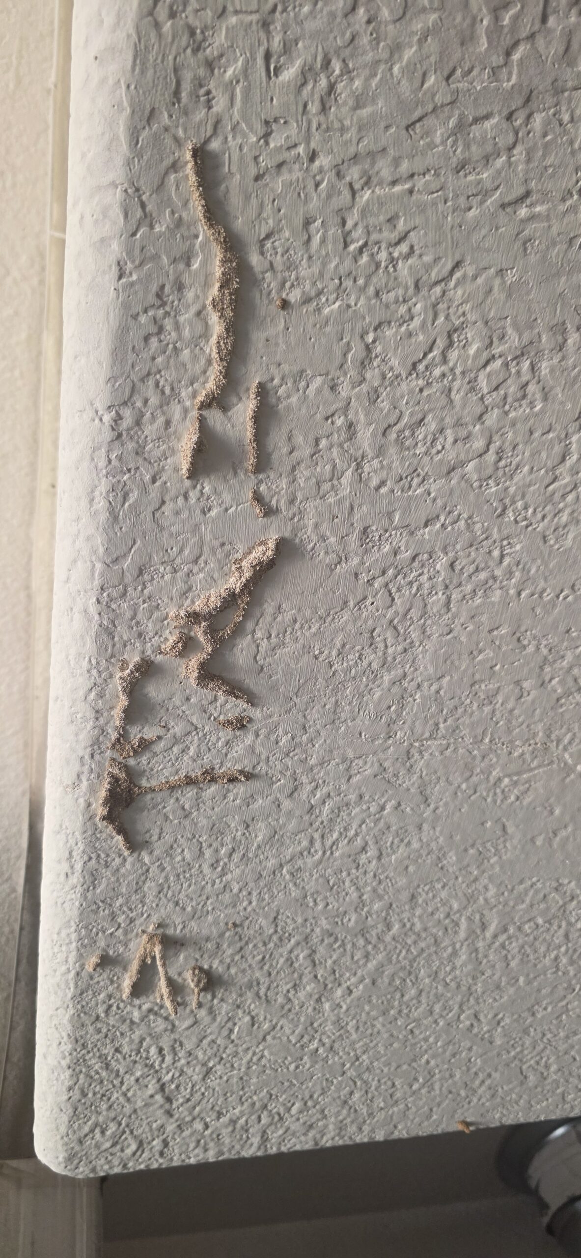 Subterranean termite exploratory tube on interior drywall