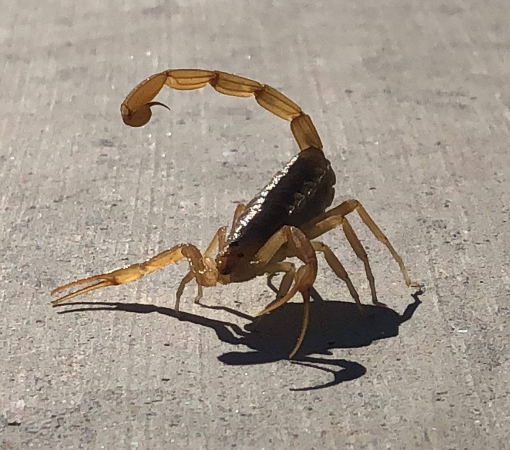 Bark scorpion with tail raised on a Chandler driveway
