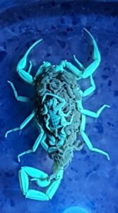 Scorpion carrying its young on its back, glowing under UV light