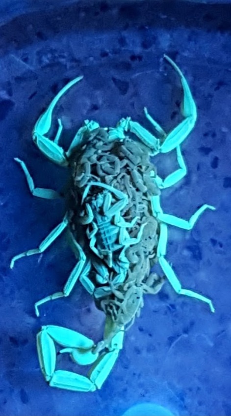 Scorpion carrying young under UV light Scorpion carrying its young on its back, glowing under UV light