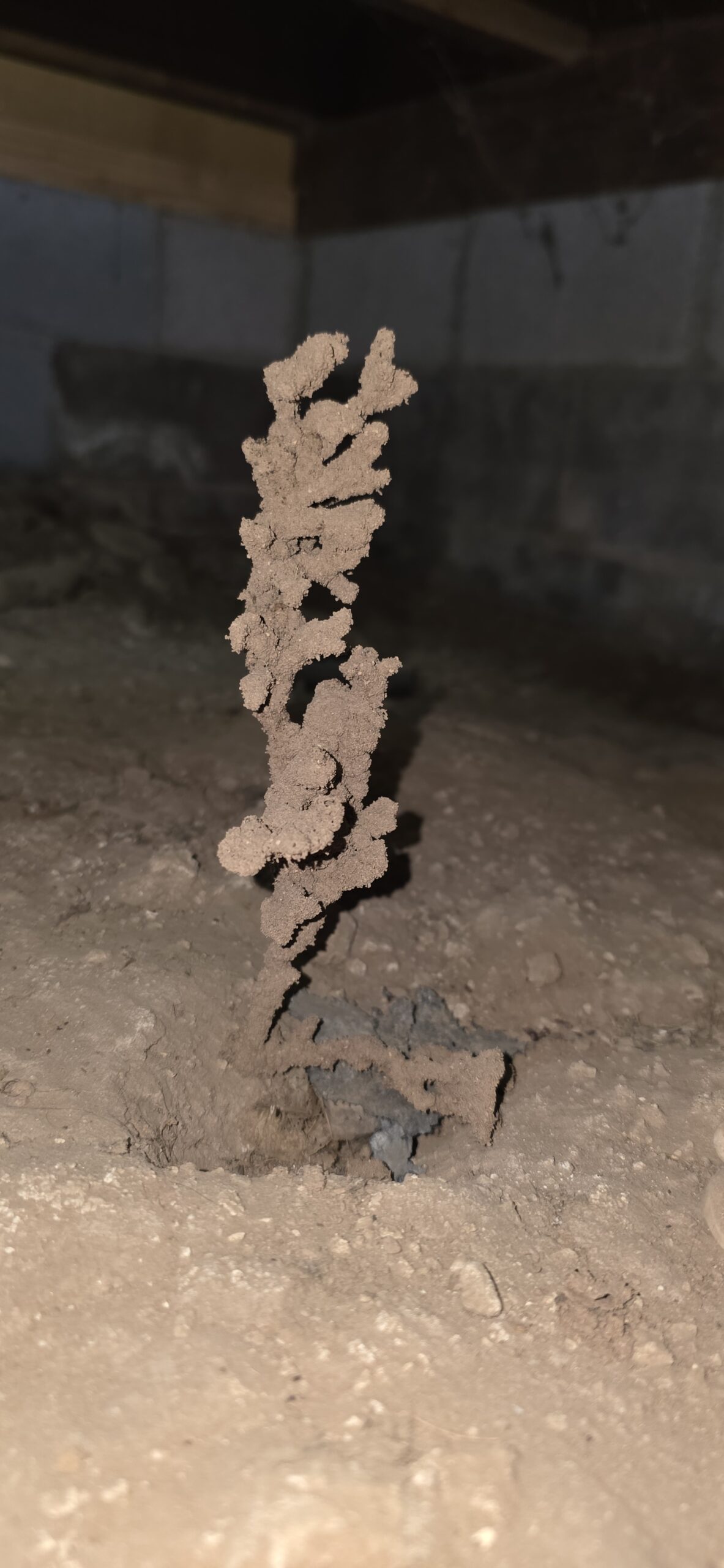 Free-standing subterranean termite shelter tube built up from a crawl space floor
