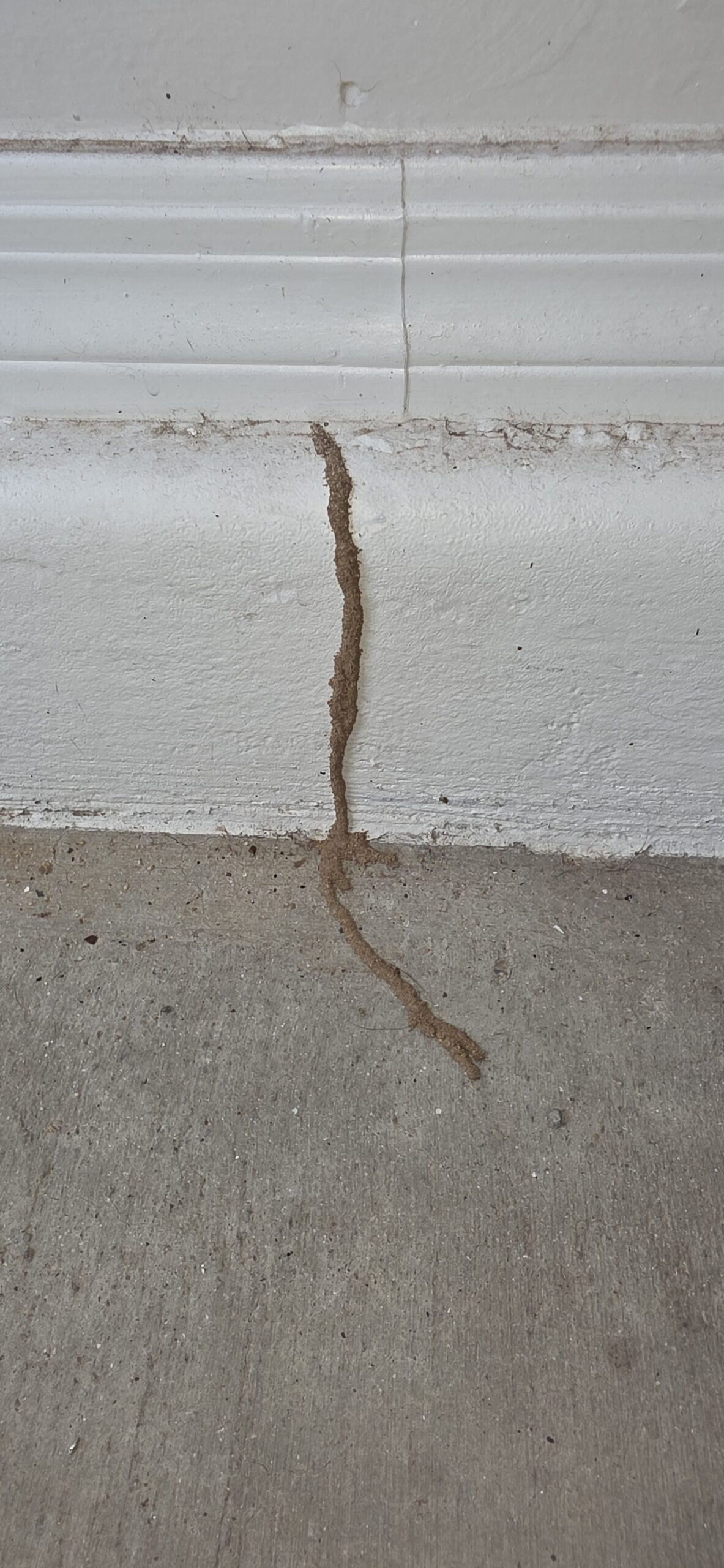 Subterranean termite shelter tube on an interior stem wall