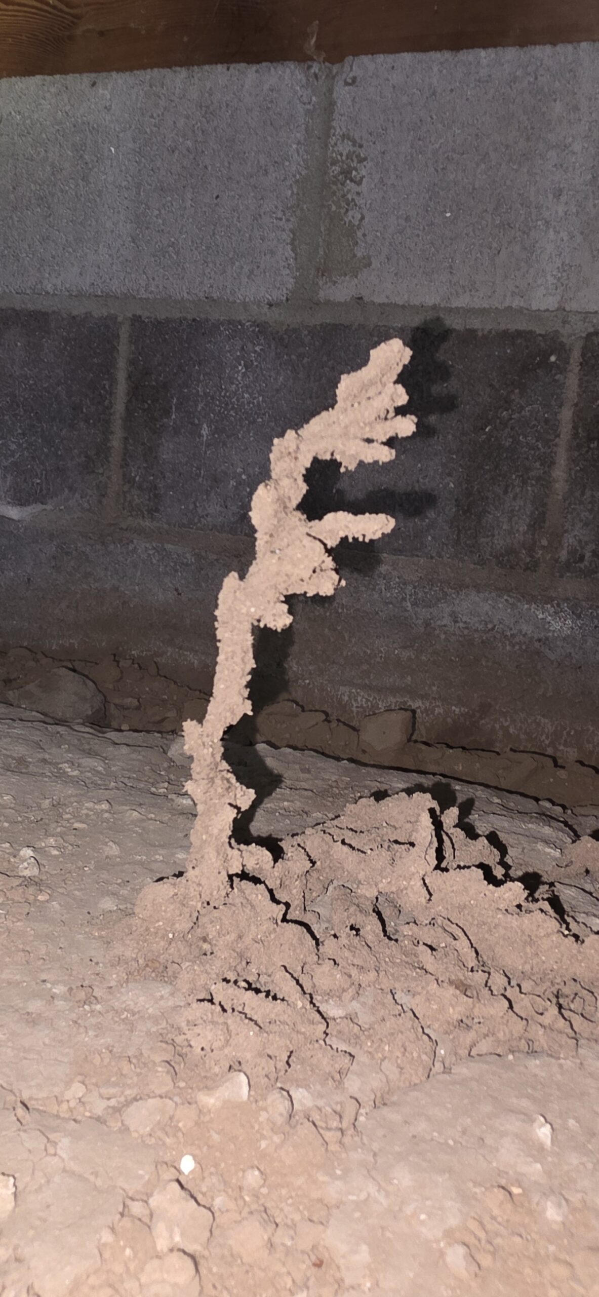 Subterranean termite shelter tube standing on its own in a crawl space
